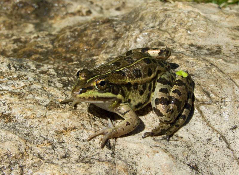 Pelophylax shqipericus