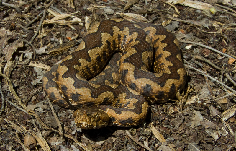 Vipera ammodytes