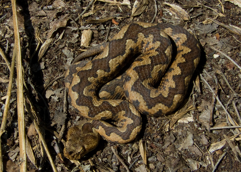 Vipera ammodytes