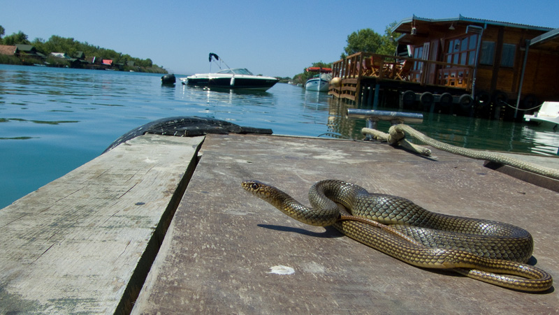 Dolichophis caspius