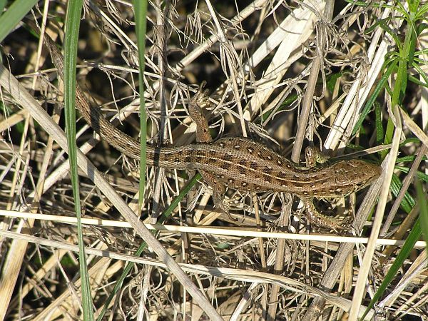 Lacerta agilis