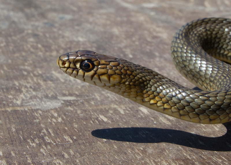 Dolichophis caspius