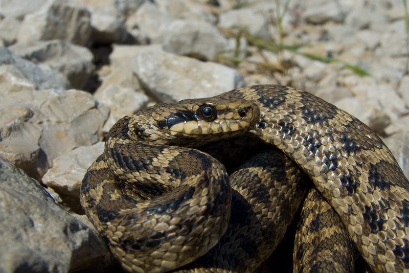 Elaphe quatuorlineata