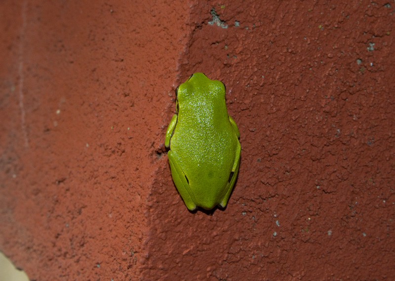 Hyla arborea