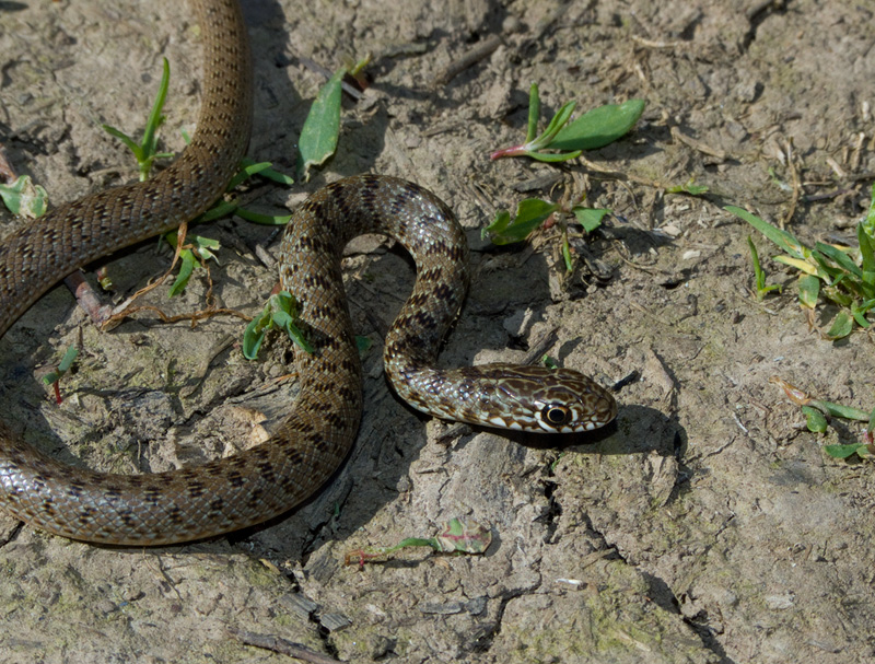 Dolichophis caspius