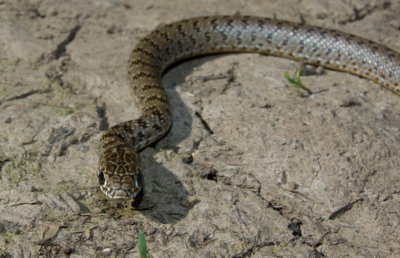 Dolichophis caspius