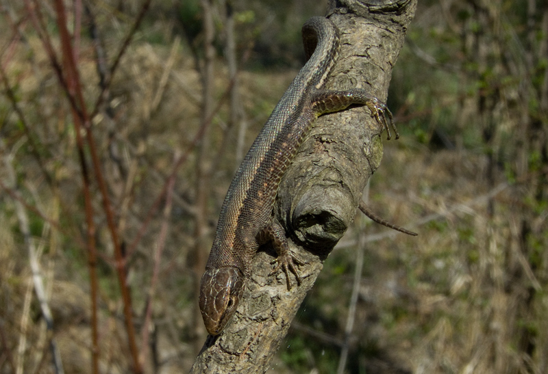 Darevskia praticola