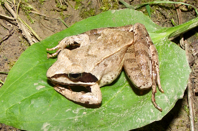 Rana dalmatina