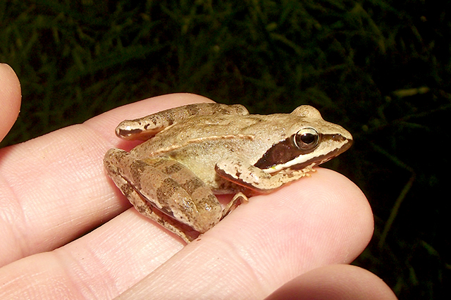 Rana dalmatina