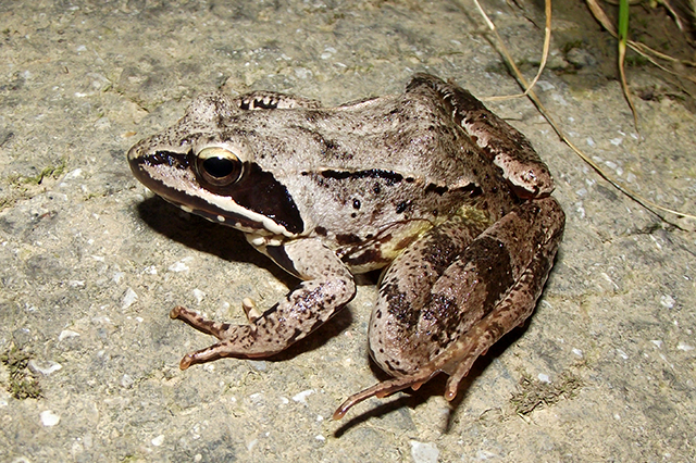 Rana dalmatina