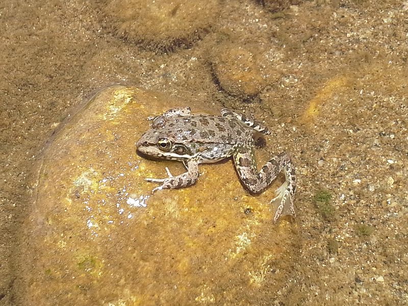 Pelophylax ridibundus