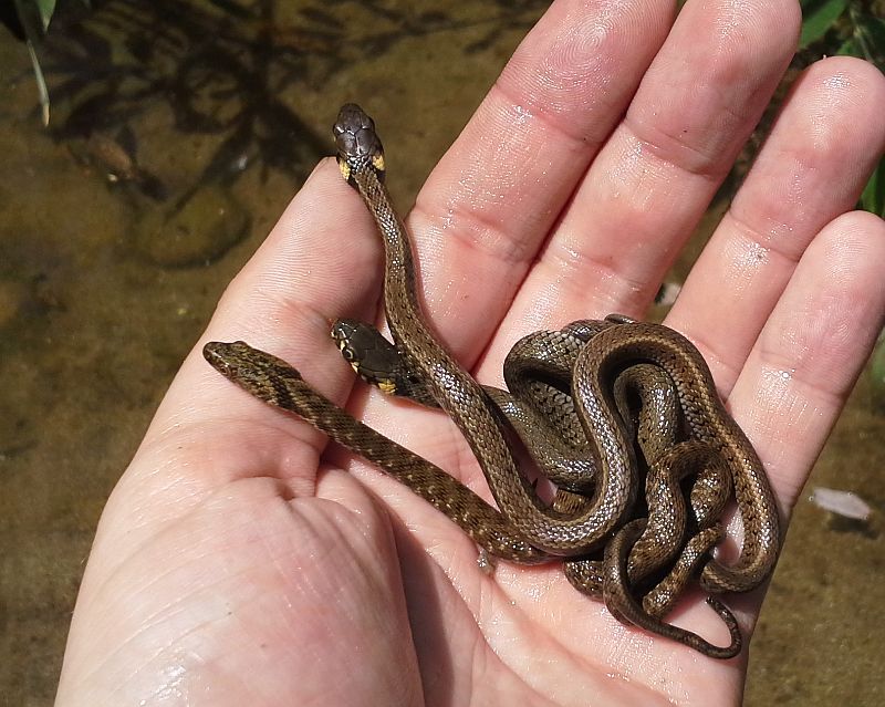 Natrix tessellata