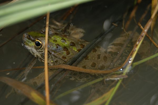 Pelophylax ridibundus