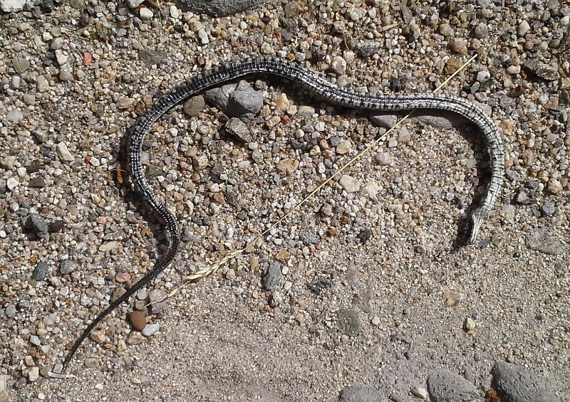 Natrix tessellata