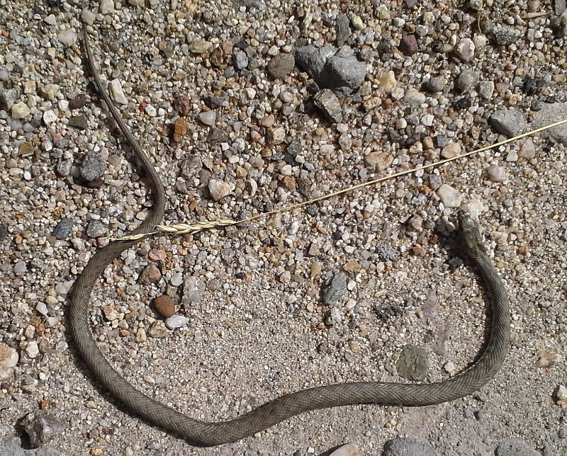 Natrix tessellata