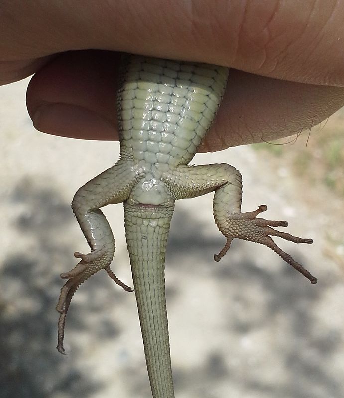 Lacerta viridis