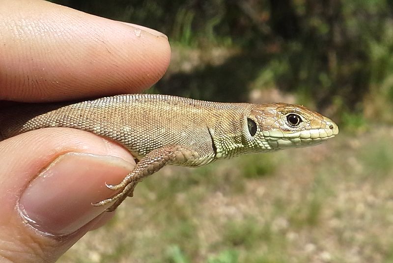 Lacerta viridis