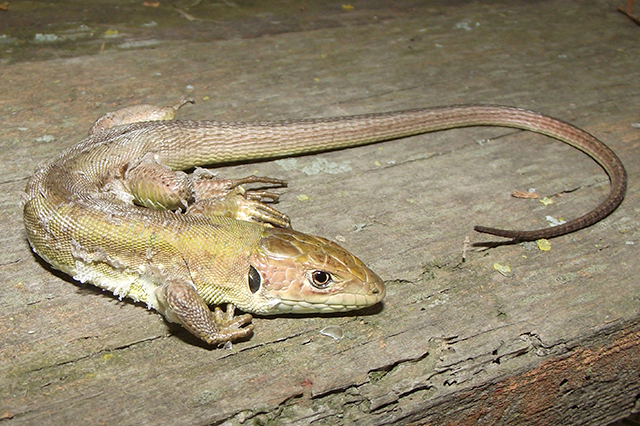 Lacerta viridis