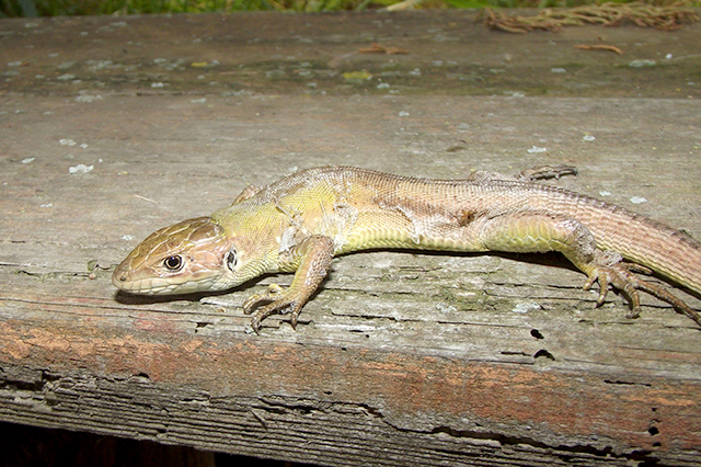 Lacerta viridis