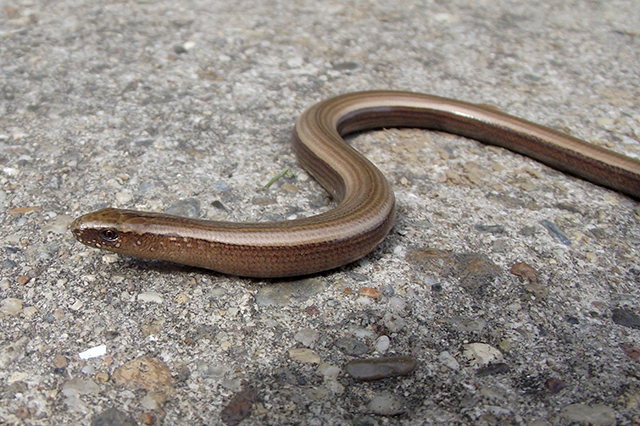 Anguis fragilis s.l.