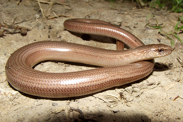 Anguis fragilis s.l.