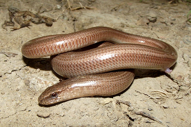 Anguis fragilis s.l.