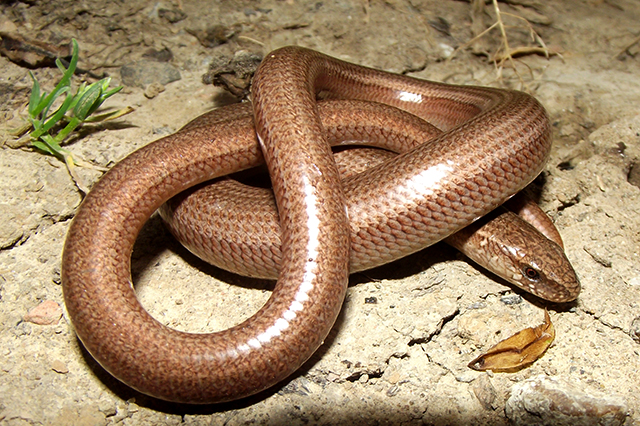 Anguis fragilis s.l.