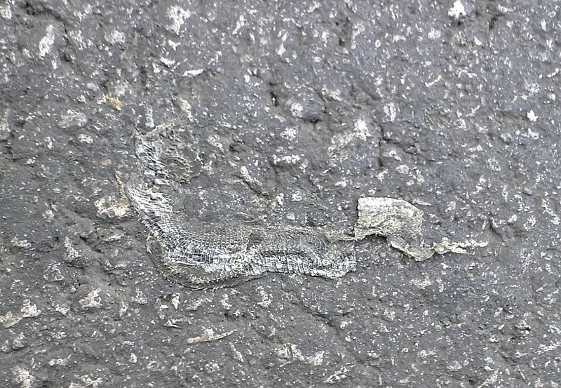 Natrix tessellata