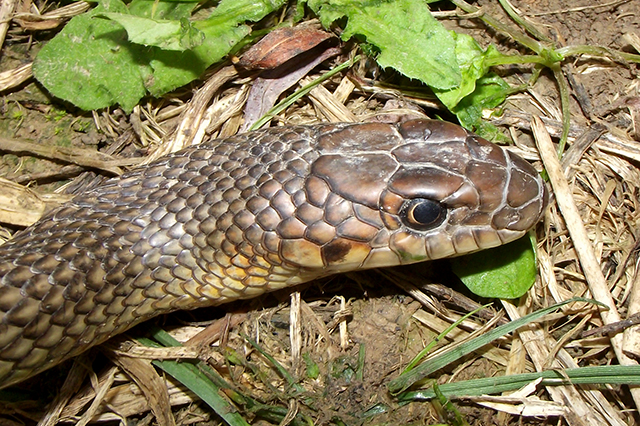 Dolichophis caspius