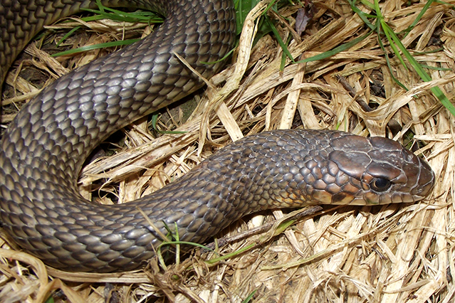 Dolichophis caspius