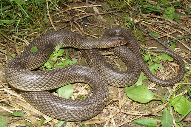 Dolichophis caspius