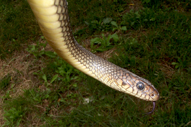 Dolichophis caspius