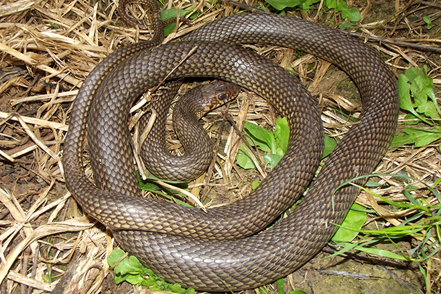 Dolichophis caspius