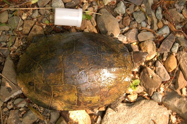 Mauremys rivulata