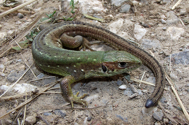 Lacerta viridis