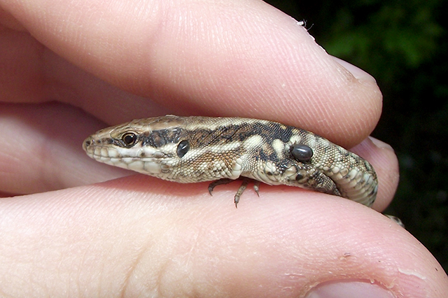 Podarcis muralis