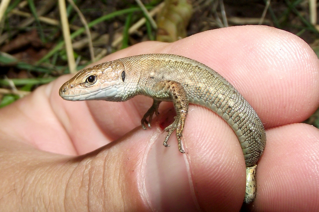 Darevskia praticola Darevskia praticola