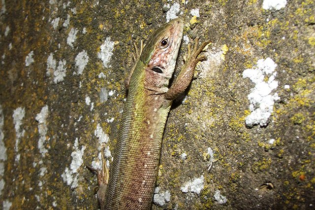 Lacerta viridis