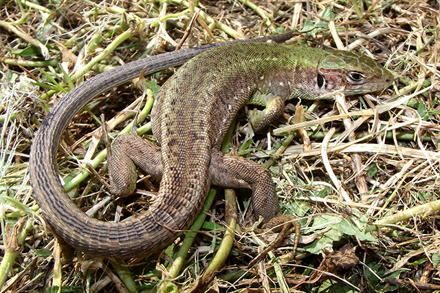 Lacerta viridis