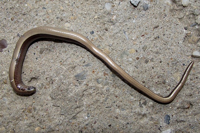 Anguis fragilis s.l.