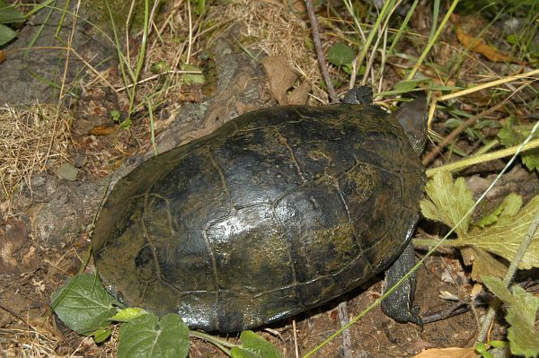 Mauremys rivulata