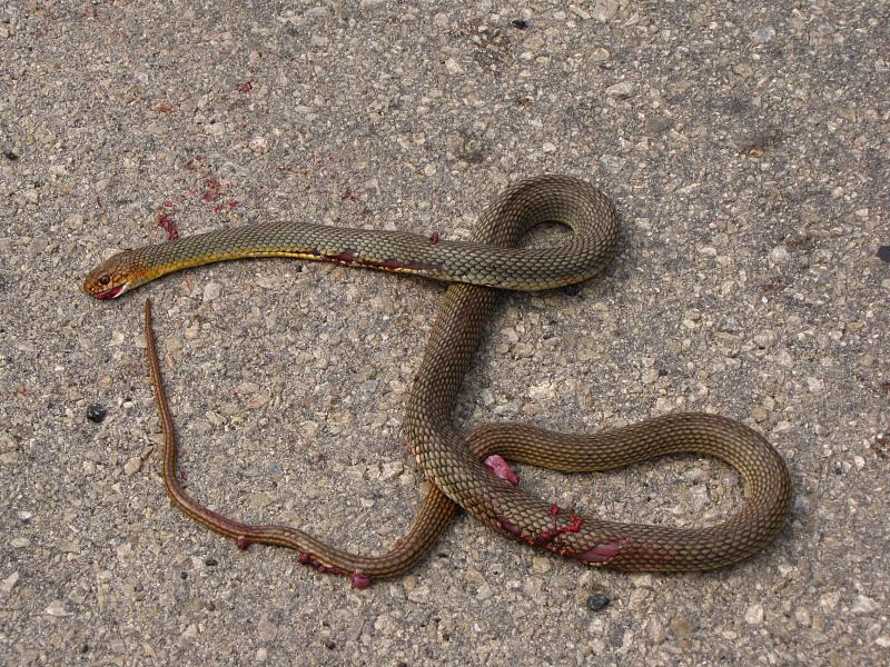 Dolichophis caspius