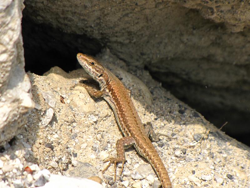 Podarcis muralis