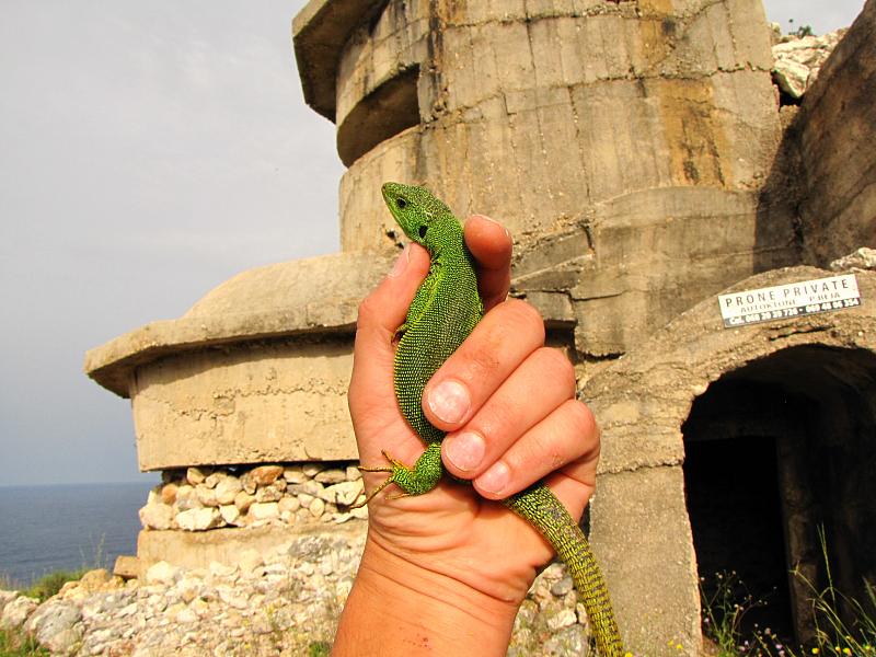 Lacerta trilineata