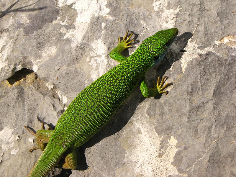 Lacerta viridis