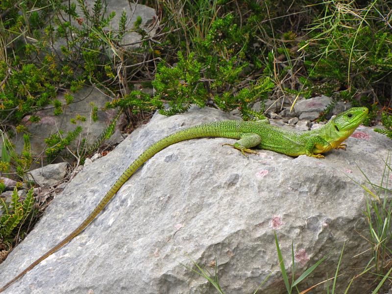 Lacerta trilineata