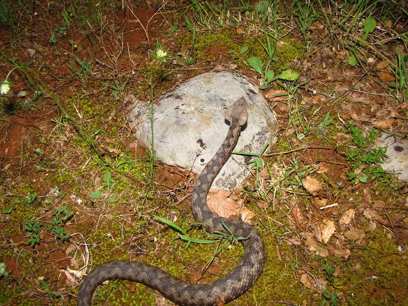 Vipera ammodytes