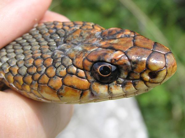 Dolichophis caspius