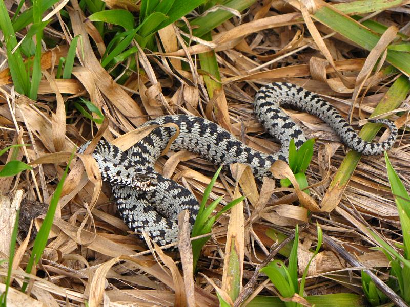 Vipera berus