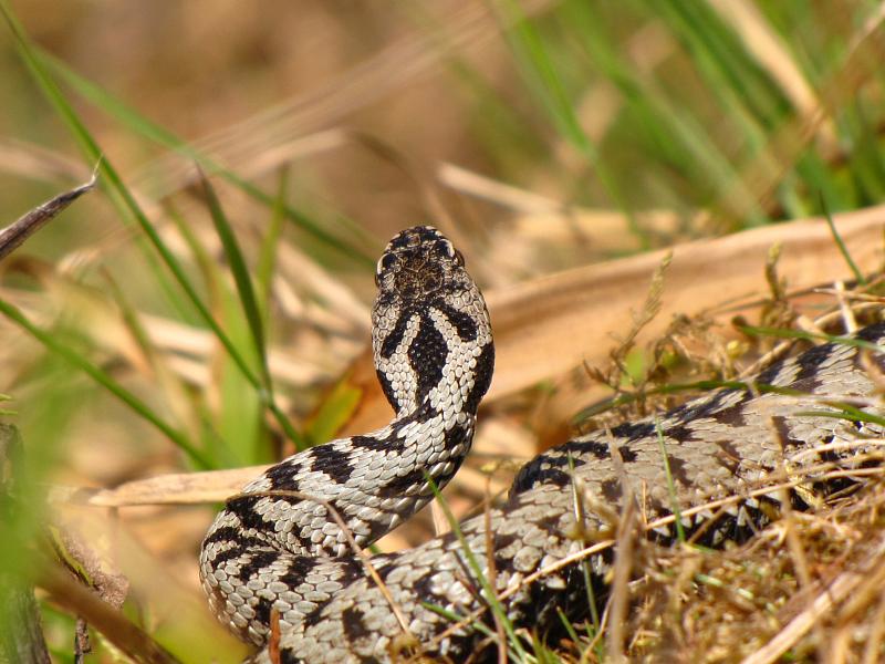 Vipera berus